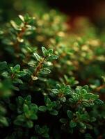 Fresh Thyme Sprigs are the Gardens Earthy Essence photo