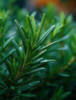 Fresh Rosemary Sprigs have the Gardens Earthy Elegance photo