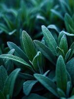 Fresh Sage Leaves have the Gardens Timeless Flavor photo