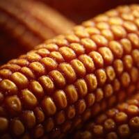 Golden Bounty Found in Corn on the Cob Kernels photo
