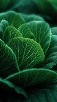 Green Leafy Lettuce Provides a Gardens Fresh Crunch photo