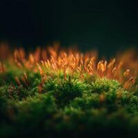 Natures Microscopic Wonders Are Seen In Moss Spores photo