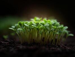 Natures Fresh Beginning Seen In New Green Sprouts photo