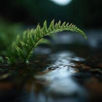 Natures Elegant Archway Formed By A Fern Above Water photo