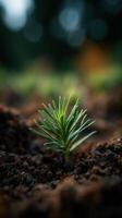 Natures Determined Spirit Is A Green Seedling photo