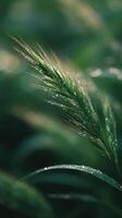 Natures Fragile Beauty In A Dewy Grass Blade photo