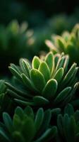 Natures Living Art Seen In Vibrant Succulent Leaves photo