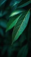 Natures Perfect Simplicity A Vibrant Green Leaf photo