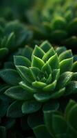 Natures Living Sculpture A Vibrant Green Succulent photo