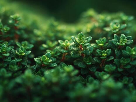 Natures Fragrant Blanket A Carpet Of Wild Thyme photo