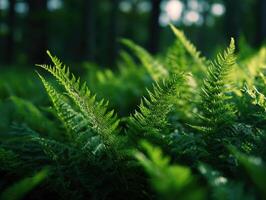 Natures Dancing Fronds In A Wild Fern Patch photo