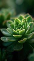 Natures Gentle Bloom A Vibrant Succulent Flower photo