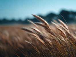 Natures Fluid Beauty In A Wild Grass Patch photo