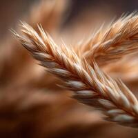 Natures Wholesome Core An Oat Grain photo