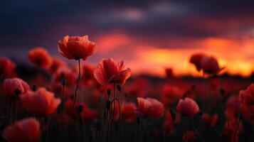 Red Poppies In A Field During A Dramatic Sunset photo