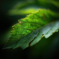 Natures Resilience Shown By Insect Bites On A Leaf photo