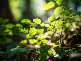 Patches Of Sunlight On A Spring Forest Floor photo