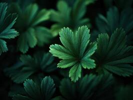 Natures Rich Tapestry A Dense Cluster Of Green Leaves photo