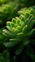 Natures Resilient Art Seen In Vibrant Succulent Leaves photo