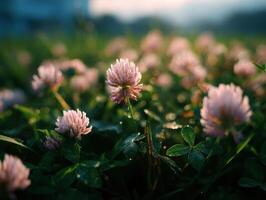 Natures Simple Charm In A Wild Clover Patch photo