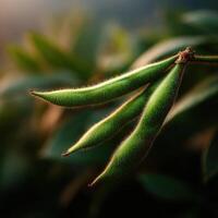 Natures Slender Bounty A Fresh Green Bean Pod photo