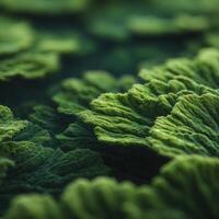 Natures Underwater Tapestry Of Algae On A Stone photo