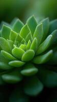 Natures Vibrant Bloom A Vibrant Succulent Flower photo