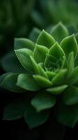 Natures Vibrant Charm A Vibrant Succulent Flower photo