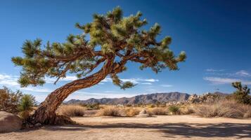 One Famous Joshua Tree Standing In The Desert photo