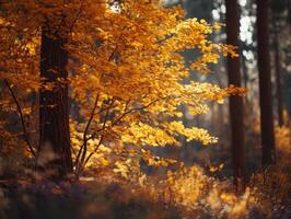 The Bright Yellow Colors Of An Autumn Forest photo