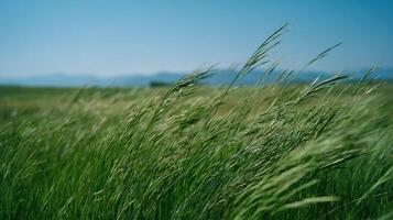 Tall Blades Of Green Grass In A Summer Field photo