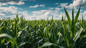 Tall Stalks Of Green Corn In A Summer Field photo