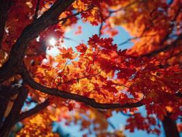 The Bright Autumn Colors Of A Maple Tree photo