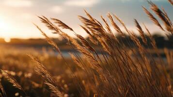 Swaying Grasses In A Golden Field At Sunrise photo