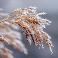 The Artistic Pattern Of Frost On Dry Blades Of Grass photo