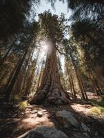 The Ancient Grandeur Of A Majestic Sequoia photo