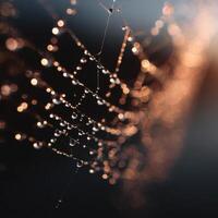The Delicate And Jewel Like Beauty Of Dew On A Web photo