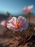 The Fleeting Masterpiece of a Desert Flower in Bloom photo