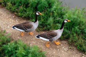 Two bar-headed geese walking near a river on a gravel path photo