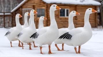 Flock of white geese walking on snow in front of wooden house photo