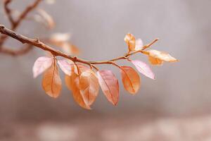 Autumn leaves on a branch photo