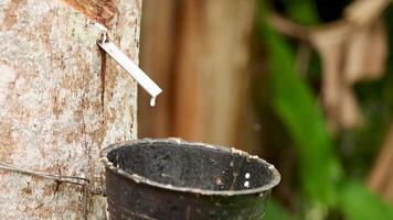 Close-up of rubber latex dripping into a cup from a tapped tree in a lush environment video