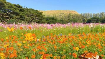 Orange-brown butterflies flutter gracefully over a colorful meadow, set against a clear blue sky and lush greenery video