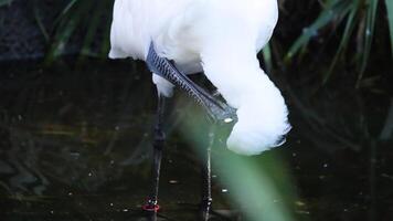 Spoonbill preening near water in zoo habitat video
