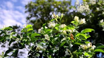 White flowers swaying gently on a sunny day video