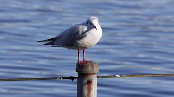 Seagull resting and looking around video