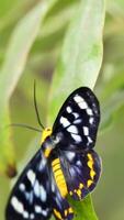 A colorful butterfly with striking patterns rests on a green leaf, captured in natural daylight with soft focus video