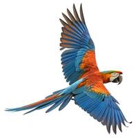 A colorful parrot flying in the air photo