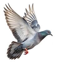 A pigeon is flying in the air on a white background photo