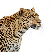 A leopard is standing in front of a white background photo
